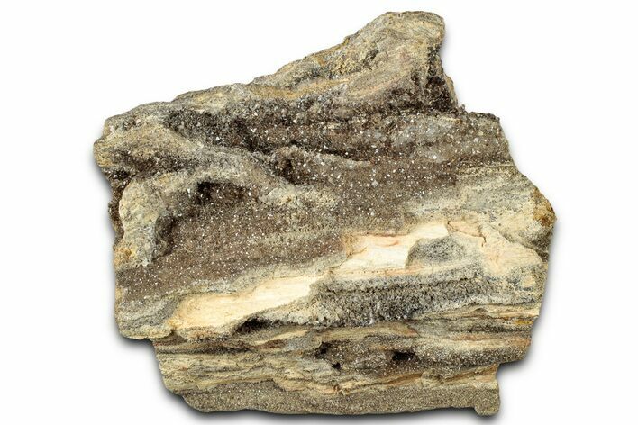 Glittering Petrified Wood with Druzy Quartz - Alabama #325354